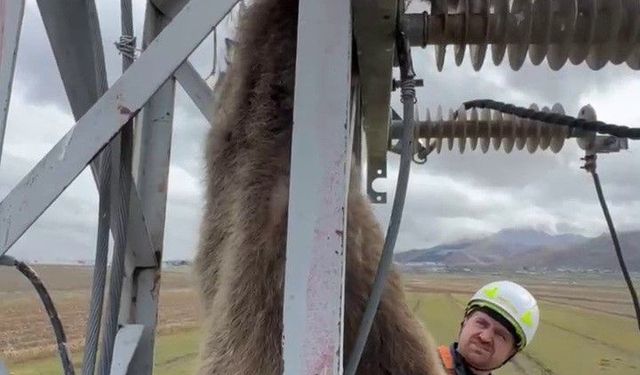 Erzurum'da elektrik direğine çıkan yavru bozayı akıma kapılarak telef oldu