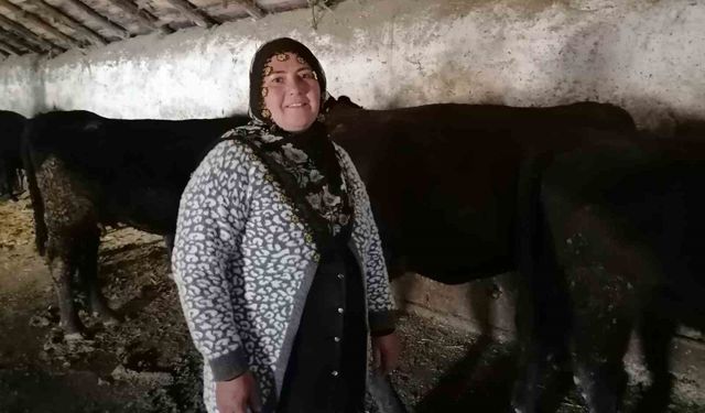 Erzurum'un Hınıs ilçesinde 'kırsalda bereket' projesi ile ilk buzağılar doğdu