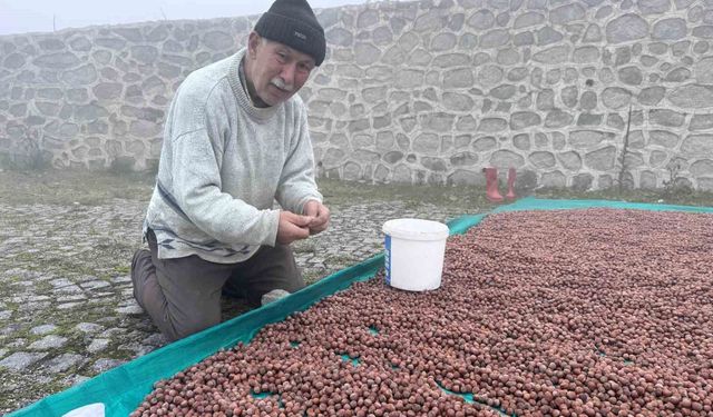 Fındık üreticisinin fındık kurutma çilesi yaylada da devam ediyor