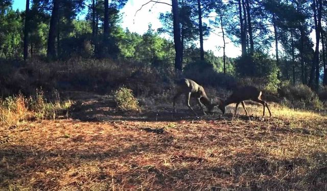 Ganos Dağları'nda nefes kesen mücadele: İki karaca boynuz boynuza