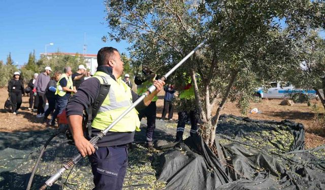 Gençler zeytin hasadını sahada öğrendi