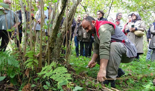 Giresun'da fındıkta verimi artırmak için üreticilere uygulamalı budama eğitimi veriliyor