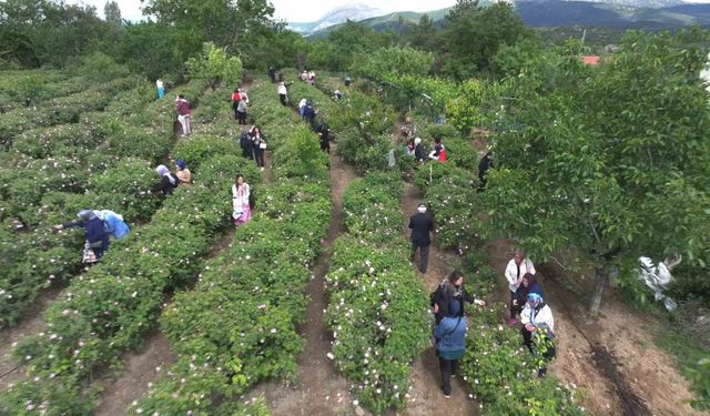 Gül çiçeği taban fiyatı 95 lira olarak belirlendi