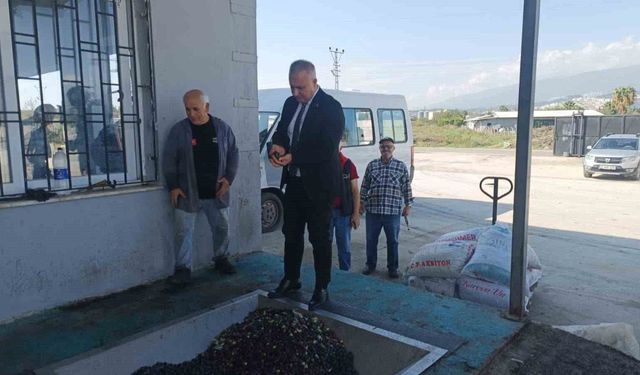 Hatay'da kaliteli zeytinyağı üretimi için hasat uyarısı