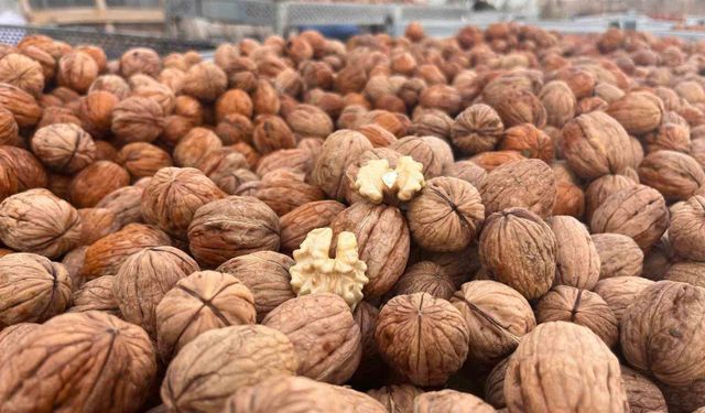 Hayrabolu'da ceviz üreticisinden 200 tonluk hasat hedefi