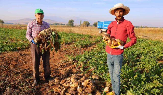 Kahramanmaraş'ta şeker pancarı hasadı başladı