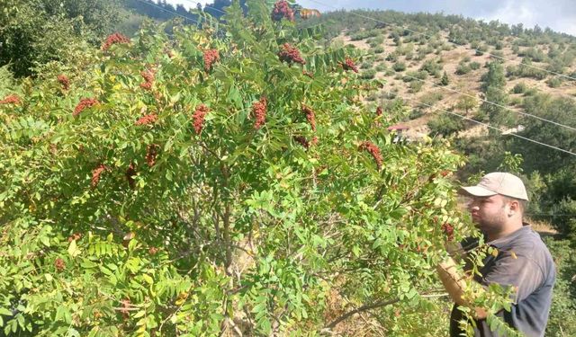 Kahramanmaraş'ta sumak hasadı