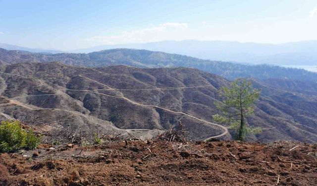 Kahramanmaraş'ta yanan ormanlara 1 milyon fidan dikilecek