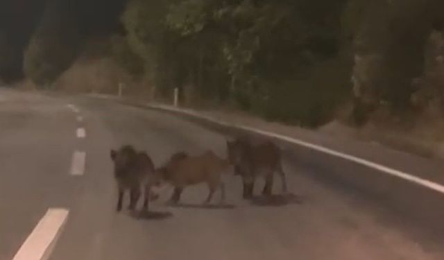Kahramanmaraş'ta yolda domuz sürüsü