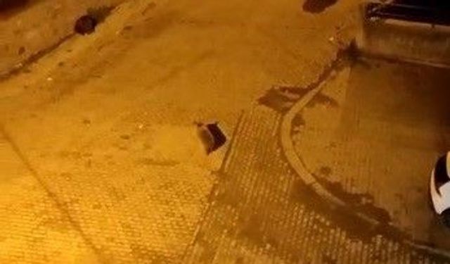 Kars'ta ayılar mahalleyi istila etti