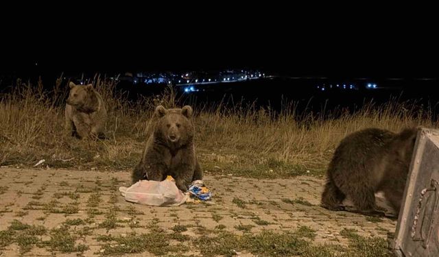 Kars'ta ayılarla karşılaşmak günlük rutini oldu