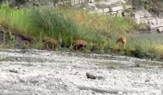 Kastamonu'da dereden su içen karacalar kameraya yansıdı