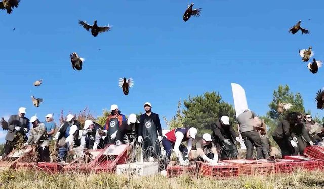 Kastamonu'da doğaya 900 sülün salındı