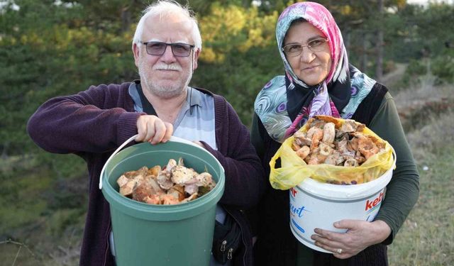 Kastamonu'da mantar bereketi: Kovayı alan ormanın yolunu tutuyor