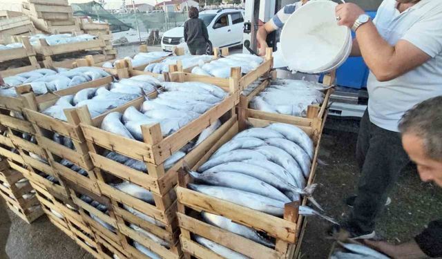 Kastamonu'da palamut bereketi: Kiloluk palamutlar 40 TL'ye satılıyor