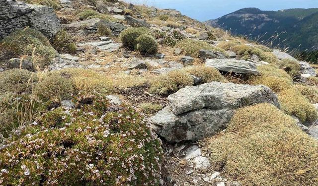 Kaz Dağları'nda yeni bir böcek türü daha keşfedildi