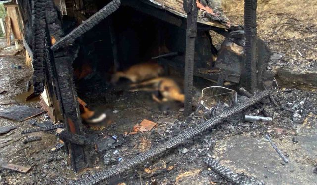 Kocaeli'de ahır yangını: 34 hayvan telef oldu