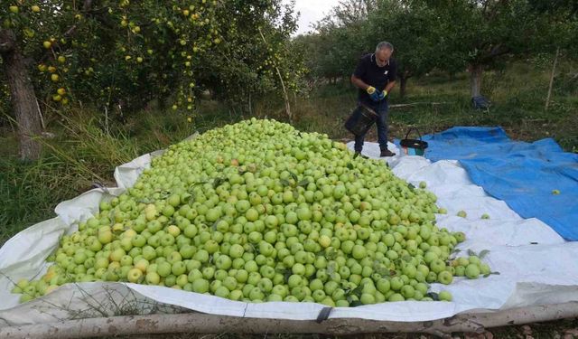 Malatya'da elmada bereketli sezon