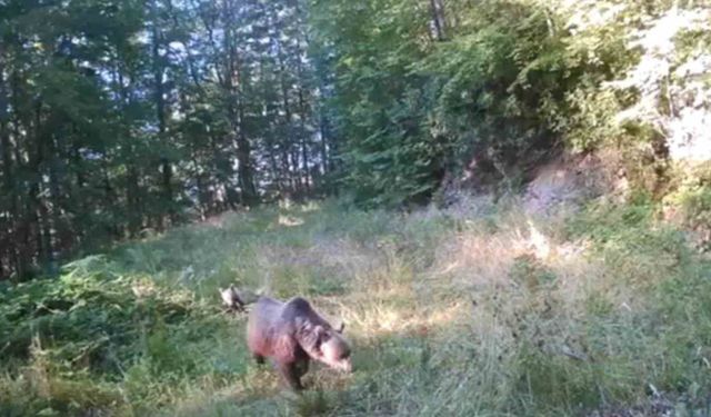 Minik ayılar annelerinin peşinden böyle koştu