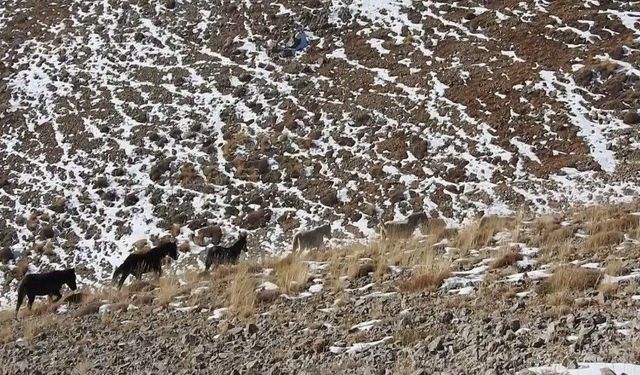 Munzur'un zirvelerinde özgürlüğün simgesi yılkı atları