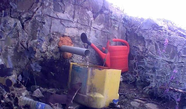 Muratlı'da fotokapan yaban hayatını kaydetti: Gelincik, çakal ve domuz sürüsü görüntülendi