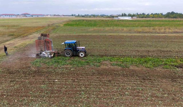 Muş ekonomisine pancardan 2 buçuk milyar TL'lik katkı