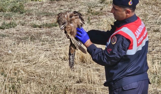 Muş'ta yaralı kızıl şahine jandarma eli