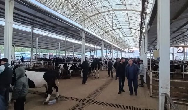 Nazilli Hayvan Pazarı'nda kaçak ve belgesiz hayvanlara geçit yok