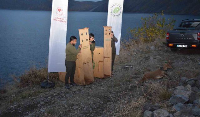 Nemrut Kalderası Milli Parkı'na 2 yaban keçisi salındı