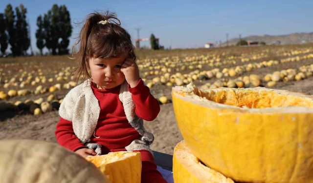 Nevşehir'de çerezlik kabak çekirdeği hasadı yapıldı