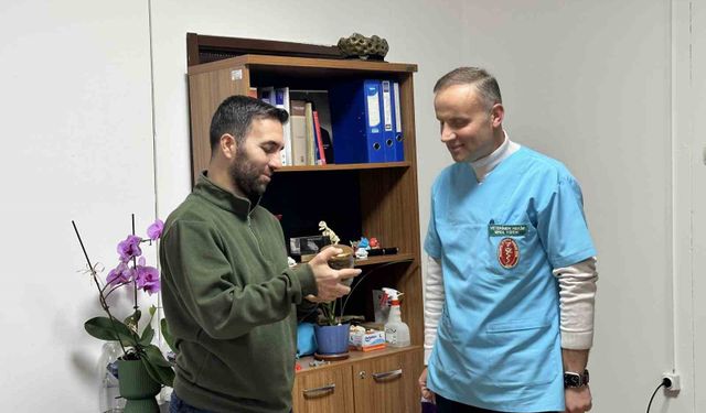 Ölmek üzere olan ineğin boğazından çıkartılan armut, üniversite öğrencilerine anlatılacak