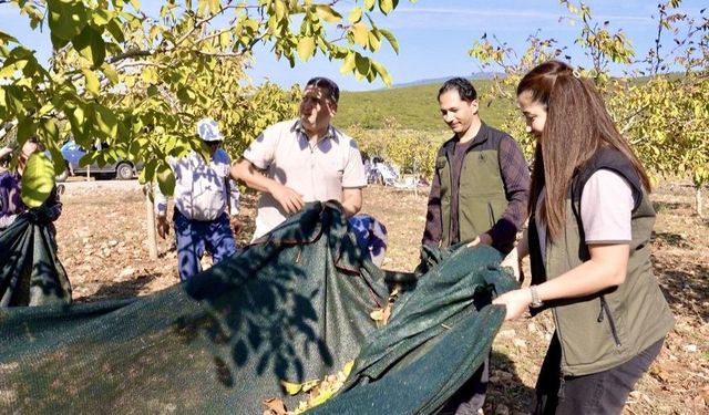 Orman köylüsüne gelir kapısı olan ağaçlar meyve verdi