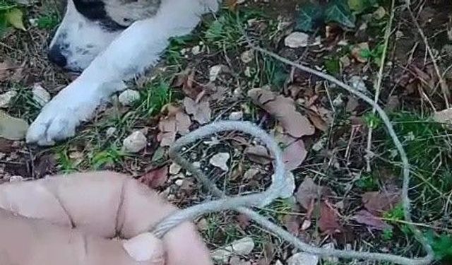 Ormanda tuzağa yakalanan köpeği arama kurtarma ekipleri kurtardı