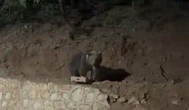 Ovacık'ın sevimli konuğu ayı yine görüntülendi