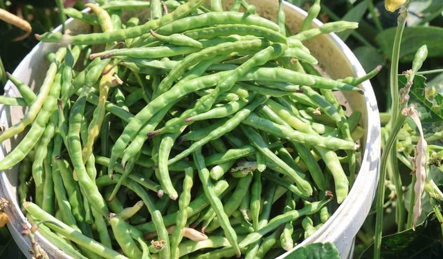 Protein ve lif bakımından zengin olan lübyede hasat başladı