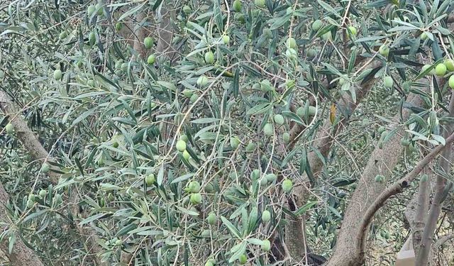 Sarayköy'de pamuk, zeytin ve yağlık ayçiçeği üretimine saha kontrolü