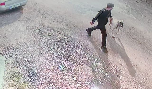 Siverek'te Kangal köpeğin çalınma anı kamerada