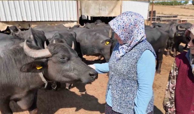 Tekirdağlı kadınların manda mesaisi: Sabah 5'te başlıyor