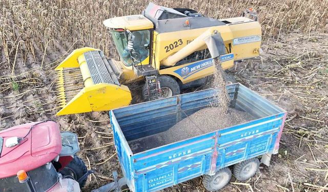 Tomarza'da ayçiçeği hasadı başladı