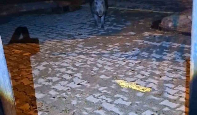 Tunceli'de bahçesine girmek isteyen yaban bomuzu vatandaşa korku dolu anlar yaşattı