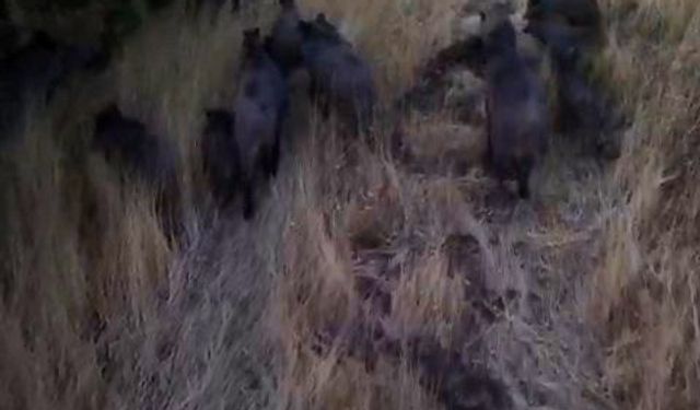 Tunceli'de dronla görüntülenen domuz sürüsü üreticileri endişelendirdi