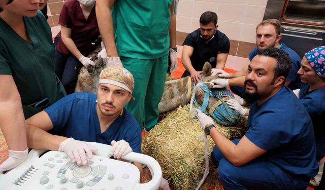 Türkiye'de ilk: Retina rahatsızlığı bulunan deve için kök hücre tedavi süreci başladı