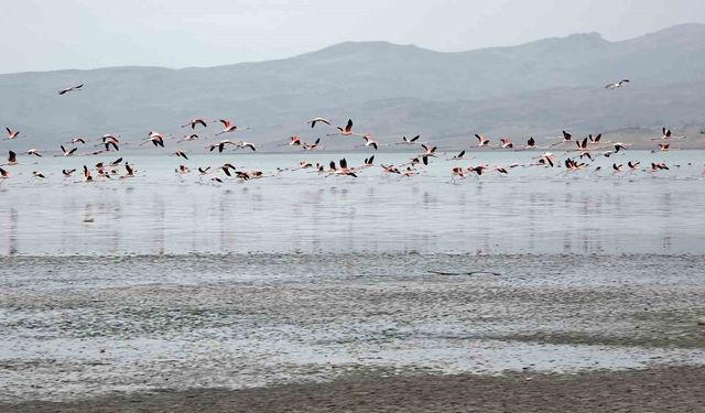 Van Gölü havzasında allı turnaların görsel şöleni