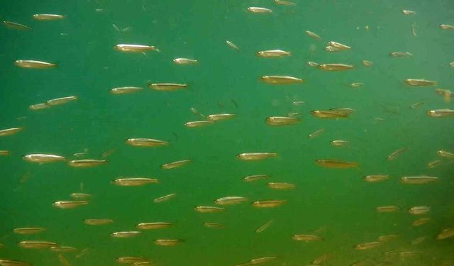 Van Gölü'ne dönüş yolculuğunda yavru inci kefallerinden görsel şölen