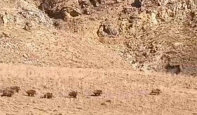 Van'da domuz sürüsü görüntülendi