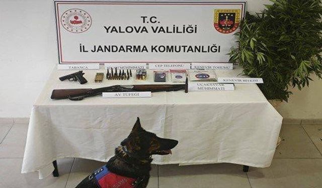Yalova'da yasa dışı kenevir operasyonu