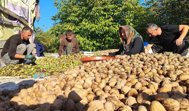 Yozgat'ta ceviz hasadı başladı: Üretici verimden memnun