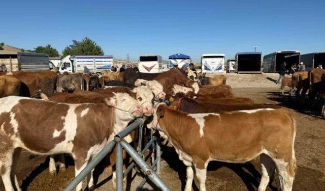 Yozgat'ta hayvan pazarları yeniden açıldı