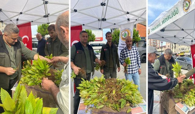 Pazar'da 1000 Kestane Fidanı Dağıtıldı