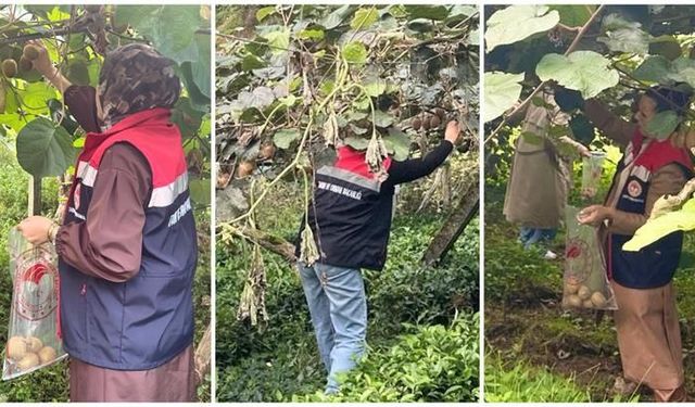 Rize'nin kivi bahçelerinde pestisit kontrolü